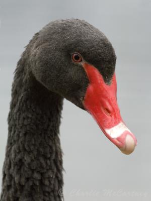 Black Swan - DSC_0928.jpg