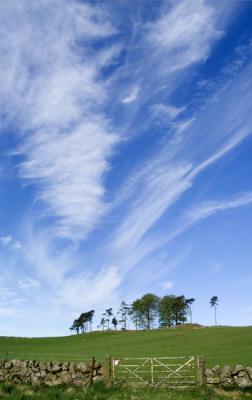 Hollburn Wood - DSC_1412.jpg