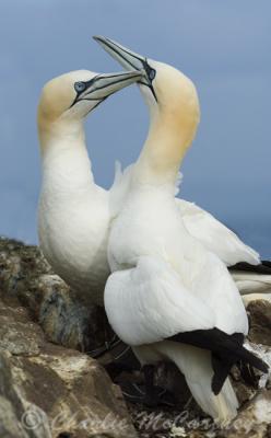 Bass Rock - Gannets
