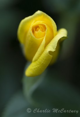 Yellow Rose - DSC_0375.jpg