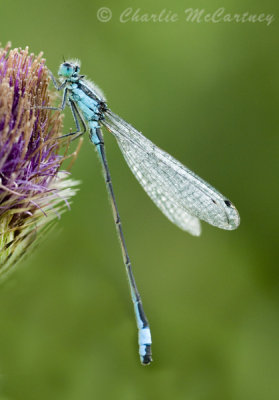 Blue-Tailed Damselfly - DSC_0356.jpg