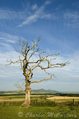 Lomond Hills - DSC_0452.jpg