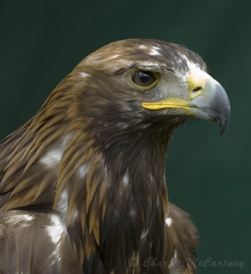 Golden Eagle - DSC_0968.jpg