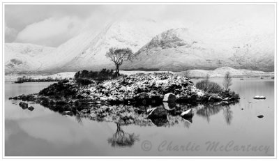 Lone Tree, Rannoch Moor - DSC_6177_78.jpg