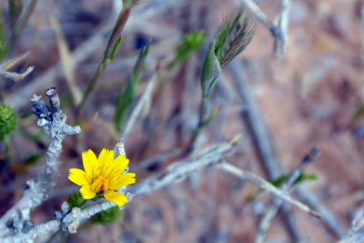 Flower in Desert
