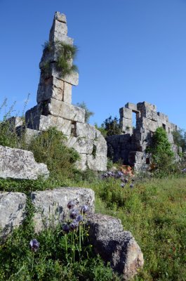 Flowers and Ruins