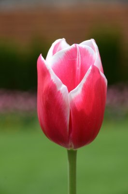 Tulip