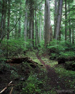 Red Mountain Lookout Trail