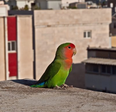 PA182860_parrotlet