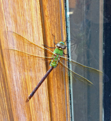 0288_dragonfly.jpg
