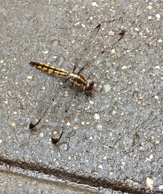 0316_dragonfly_8.jpg