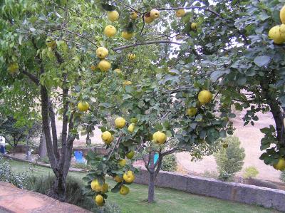 Ronda-jardin quince.JPG