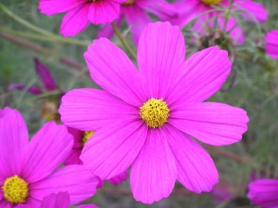 Ronda-jardin flower.JPG