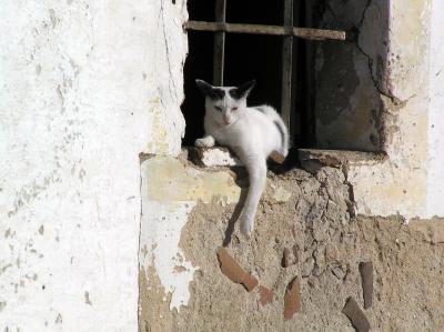 g4/59/578659/3/52091823.Evoracat3.jpg
