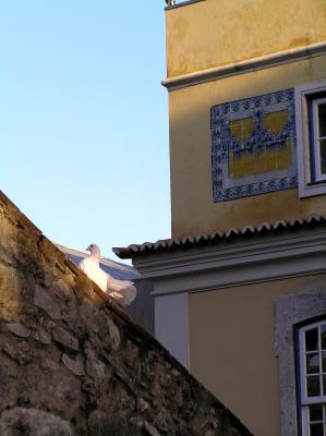 Lisbon-castelo dove.JPG