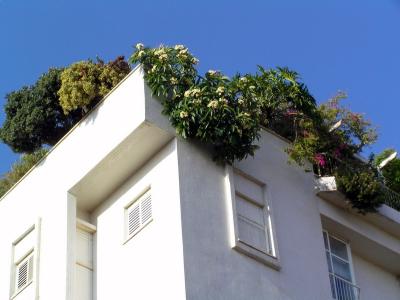 ahad haam roof2.JPG
