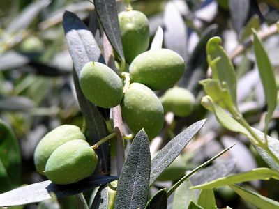 Olives.JPG