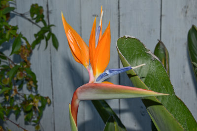 more_flower_shots
