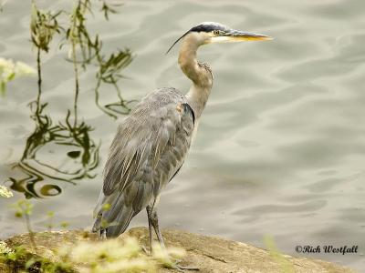 Heron on the banks of the Kanawha River