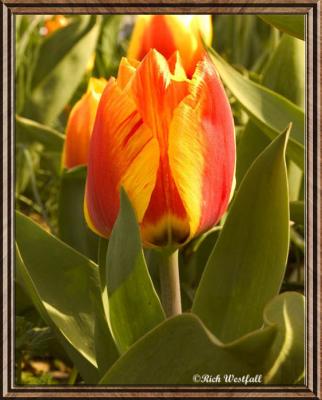 Two-tone Tulip