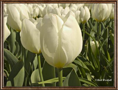 White Tulip Bed
