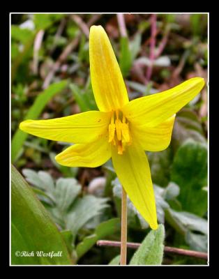 Dogtooth Violet