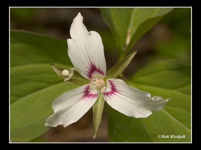 Painted Trillium with a visitor