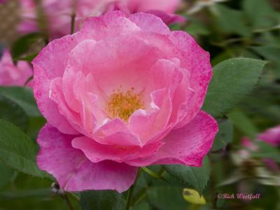 Pink Rose May 15, 2006