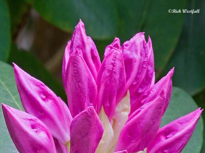 Rhododendron Bud May 14, 2006