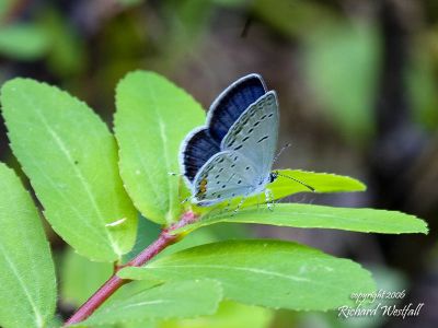 July 8, 2006  -  Little blue butterfly