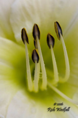 Lilly stamins