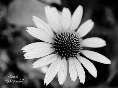 July 24, 2006  -  Coneflower black and white