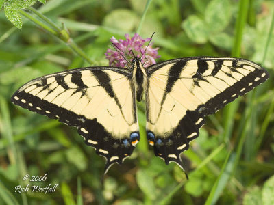 Yellow swallowtail on red clover