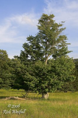 Canaan Valley State Park