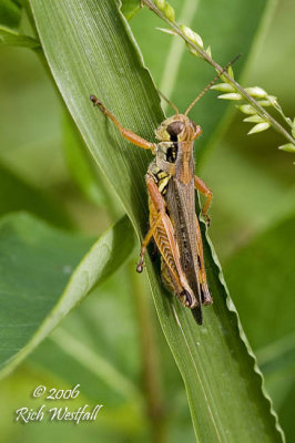 August 19, 2006  -  Grasshopper