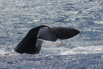 Dominica 2012-24