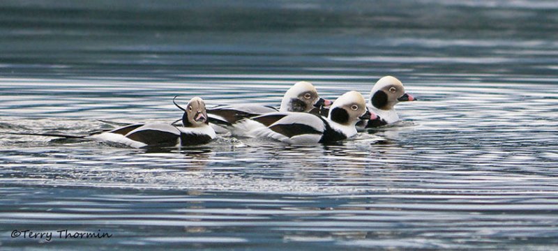 Long-tailed Ducks 9b.jpg