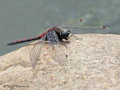 Leucorrhinia borealis - Boreal Whiteface 9a.jpg