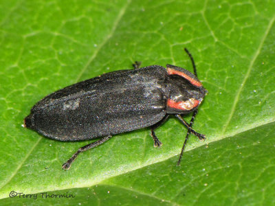 Fireflies - Lampyridae of B.C.