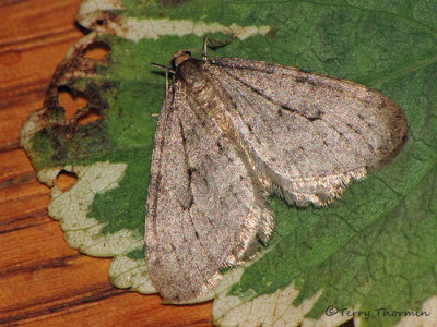Operophtera brumata - Winter Moth 1a.jpg