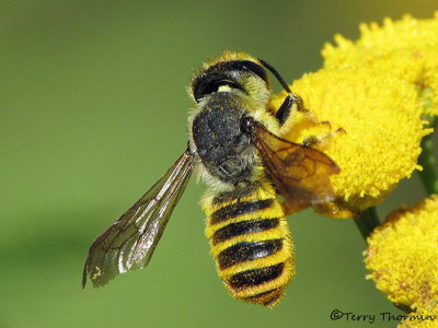 Leaf-cutter bees - Megachilidae of B.C.