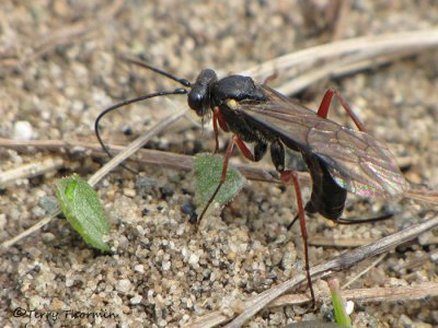 Ichneumonidae - Ichneumonid wasp A6a.jpg