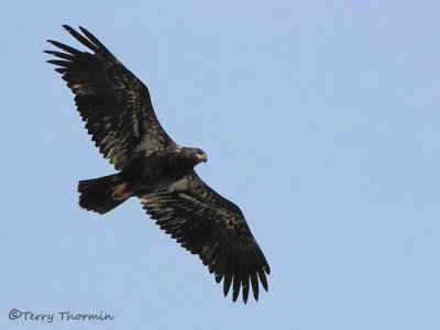 Bald Eagle juvenile in flight 1a.jpg