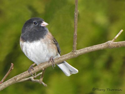 Dark-eyed Junco 22c.jpg