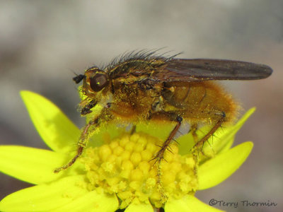 Scathophaga stercoraria - Golden Dung Fly 2a.JPG