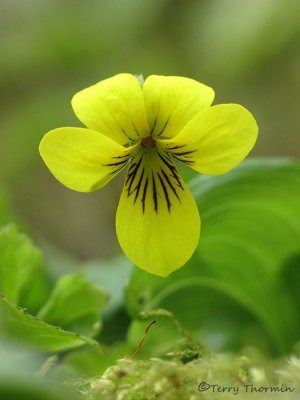 Yellow Wood Violet - Viola glabella 3b.jpg