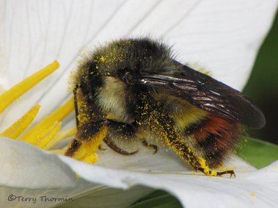 Bombus ternarius - Tricolored Bumblebee  on Trillium 1a.jpg