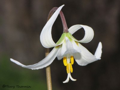 White Fawn Lily - Erythronium oregonum 5a.jpg