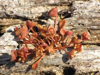 Red-stem Springbeauty - Claytonia rubra 1.JPG