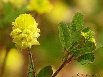 Field Clover - Trifolium campestre 1.JPG